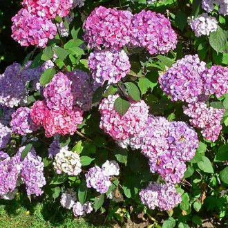 Hortensia serrata Preziosa imagine 6