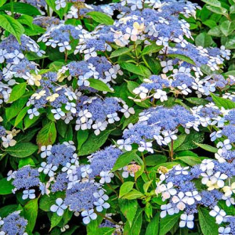 Hortensia serrata Veerle imagine 2