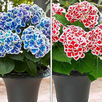 Ofertă specială! Hortensia, set de 2 soiuri imagine 13