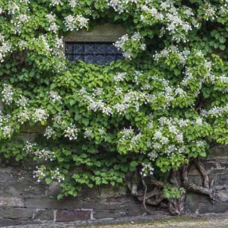 Hortensie cataratoare Take a chance ®, C2 imagine 13