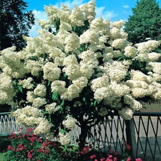 Hortensia paniculată Grandiflora imagine 17