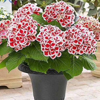 Hortensja Bicolor Red-White interface.image 7