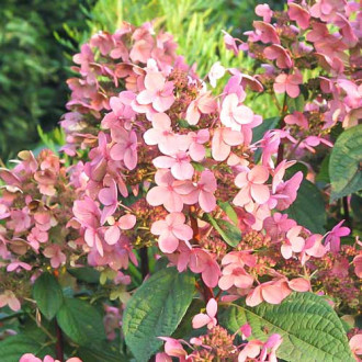 Hortensja bukietowa Early Sensation interface.image 13