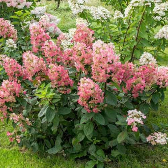 Hortensja bukietowa Magical Fire