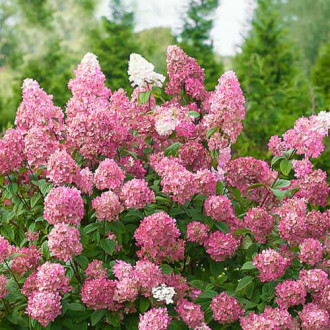 Hortensia paniculată Pink Diamond, P9 imagine 10