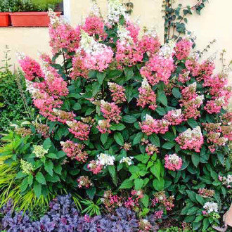 Hortensja bukietowa Pink