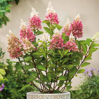 Hortensja bukietowa Pinky Winky interface.image 17