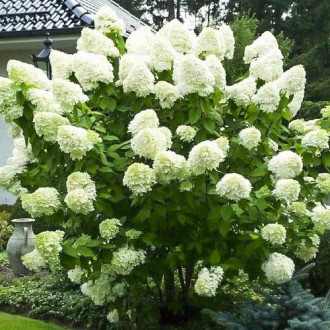 Hydrangea panic. Polar Bear, С2 interface.image 16