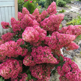 Hortensja bukietowa Sunday Fraise, P9 interface.image 4