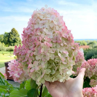 Hortensja bukietowa Vanilla Fraise, P9 interface.image 9