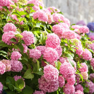 Hortensja ogrodowa Bouquet Rose, P9 interface.image 1