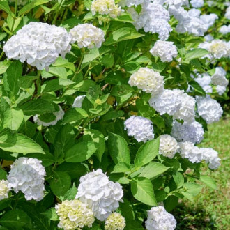 Hortensja ogrodowa Soeur Therese, C2