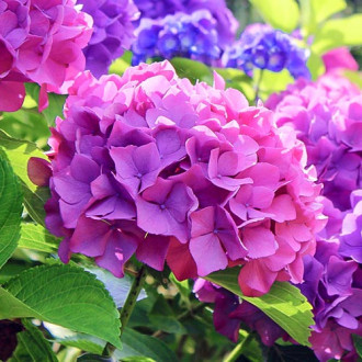 Хортензия едролистна Hamburg, P9 изображение 5