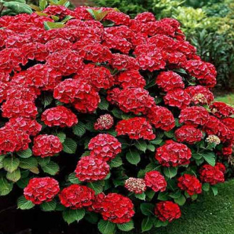 Хортензия едролистна Red изображение 13