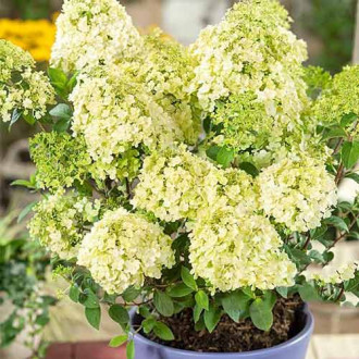 Хортензия метличеста Bobo изображение 1