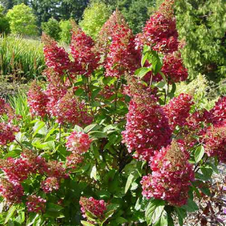 Хортензия метличеста Magical Flame изображение 15