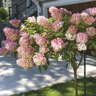 Хортензия метличеста Pink Queen, С7.5 изображение 3