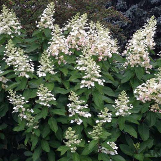 Хортензия метличеста Tardiva изображение 6