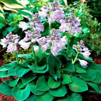 Hosta (Funkia) Blue Angel interface.image 12