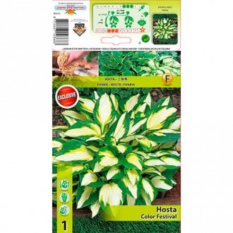 Hosta (Funkia) Color Festival interface.image 8