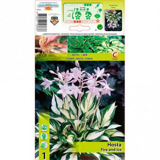 Hosta (Funkia) Fire and Ice interface.image 1