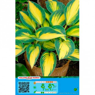 Hosta (Funkia) Remember Me interface.image 2
