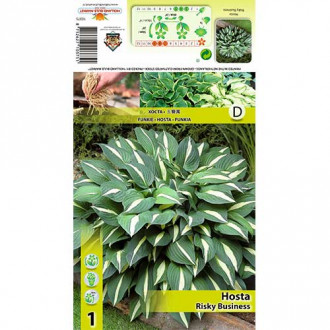 Hosta (Funkia) Risky Business interface.image 13