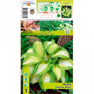 Hosta (Funkia) Summer Music interface.image 10
