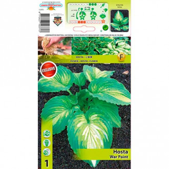 Hosta (Funkia) War Paint interface.image 3