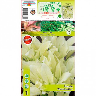 Hosta (Funkia) White Feather interface.image 7