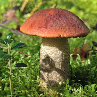 Hribă de plop imagine 12