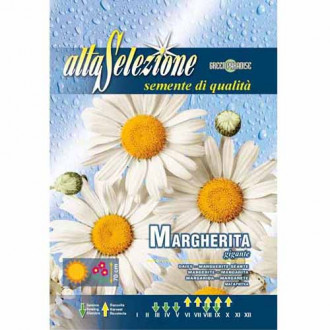 Хризантема (Margaretka) бяла изображение 6