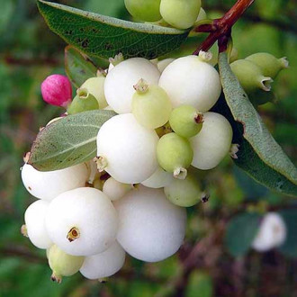 Hurmuz Alba imagine 2