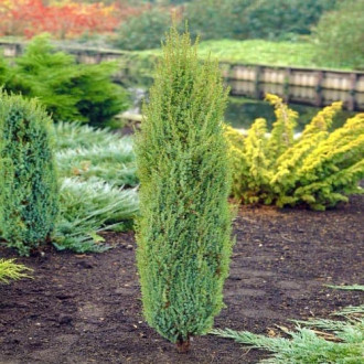 Хвойна Arnold изображение 10