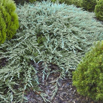 Хвойна Bar Harbor изображение 15