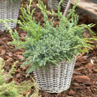 Хвойна Blue Carpet, C2 изображение 1