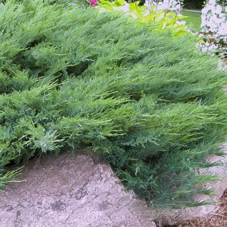 Хвойна Blue Danube изображение 13