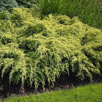 Хвойна Dream Joy изображение 12