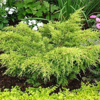 Хвойна Gold Tip изображение 14