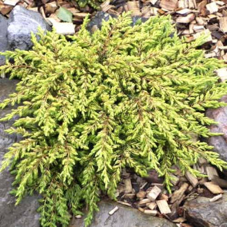 Хвойна Goldschatz, С3 изображение 17