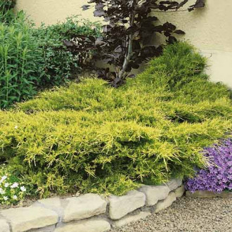 Хвойна Kuriwao Gold, С3 изображение 4