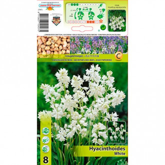 Clopoțel spaniol White imagine 5