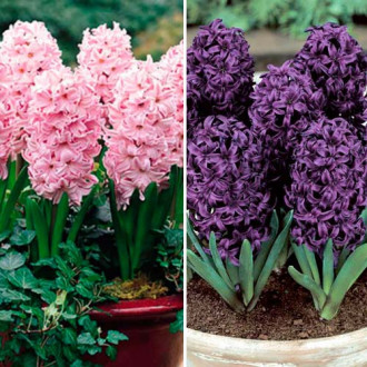 Super-ofertă! Set de Zambile de 2 soiuri imagine 18