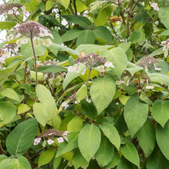 Hydrangea aspera Rosemary Foster, С2 imagine 17