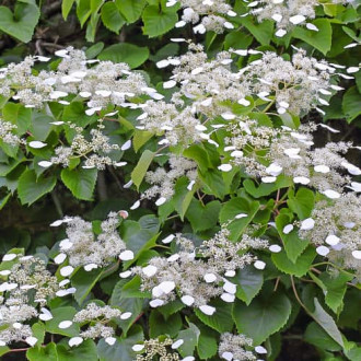 Hydrangea hydr. Moonlight, С2 изображение 2