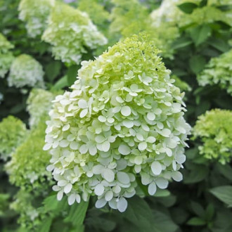 Hydrangea panic. Little Spooky, С2 imagine 4