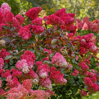 Hydrangea panic. Petite Flori, С2 изображение 10