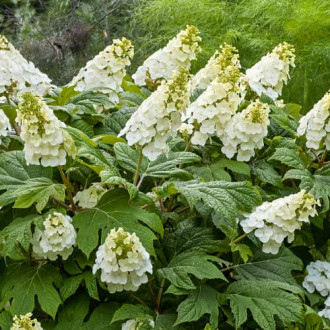 Hydrangea querc. Ice Crystal, С2 imagine 9