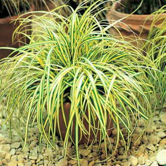 Iarbă bicoloră (Carex) Evergold imagine 4