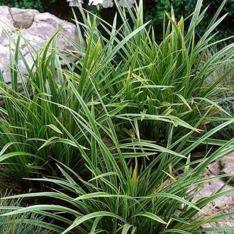 Iarbă bicoloră (Carex) Variegata imagine 5